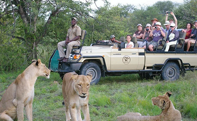 hamiltons tented safari camp